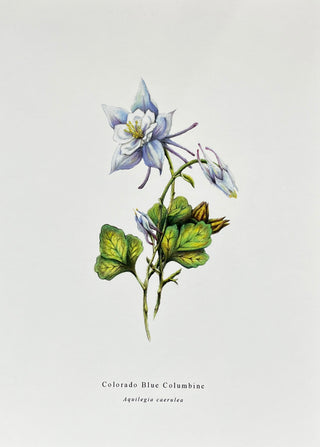 Blue Columbine