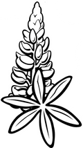 Lupine
