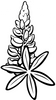 Lupine